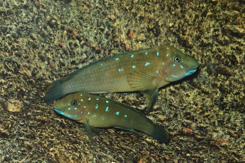 Spathodus marlieri 'Kagunga'